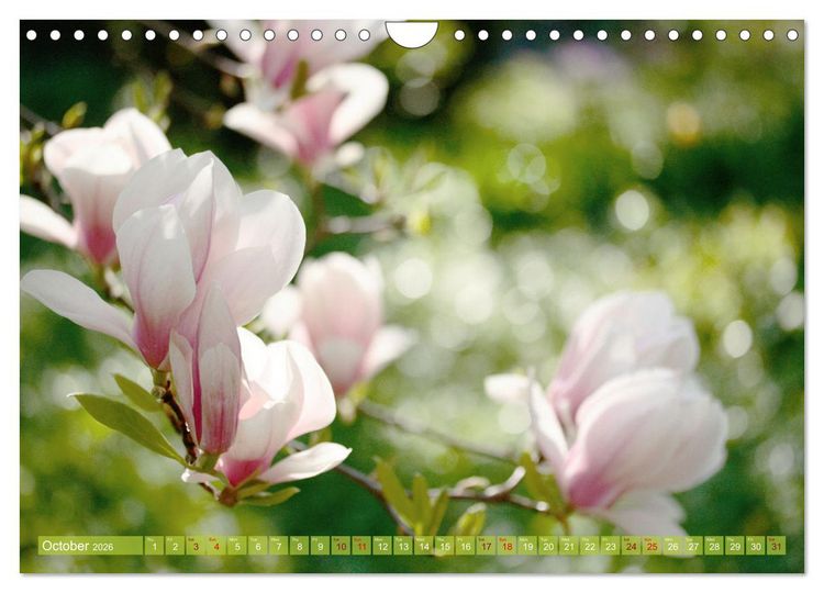 Produktbild: A Magnolia Dream (Wall Calendar 2026 DIN A4 landscape), CALVENDO 12 Month Wall Calendar