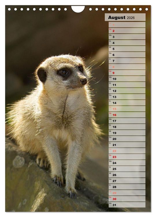Produktbild: Erdm&auml;nnchen, putzige Kerlchen mit gro&szlig;en Knopfaugen (Wandkalender 2026 DIN A4 hoch), CALVENDO Monatskalender