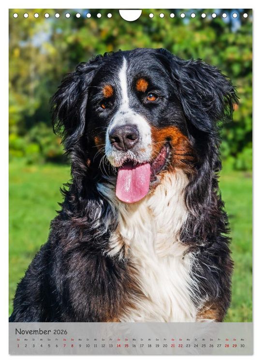 Produktbild: Berner Sennenhund - Ein Hund f&uuml;r alle F&auml;lle (Wandkalender 2026 DIN A4 hoch), CALVENDO Monatskalender