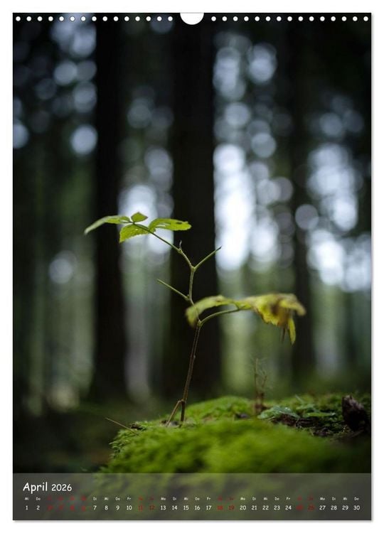 Produktbild: Lebensraum Wald (Wandkalender 2026 DIN A3 hoch), CALVENDO Monatskalender