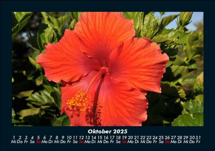 Produktbild: Blumentr&auml;ume 2025 Fotokalender DIN A5