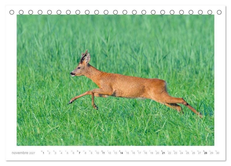 Produktbild: Un an avec des chevreuils (Calendrier de bureau 2027 DIN A5 vertical), CALVENDO calendrier mensuel