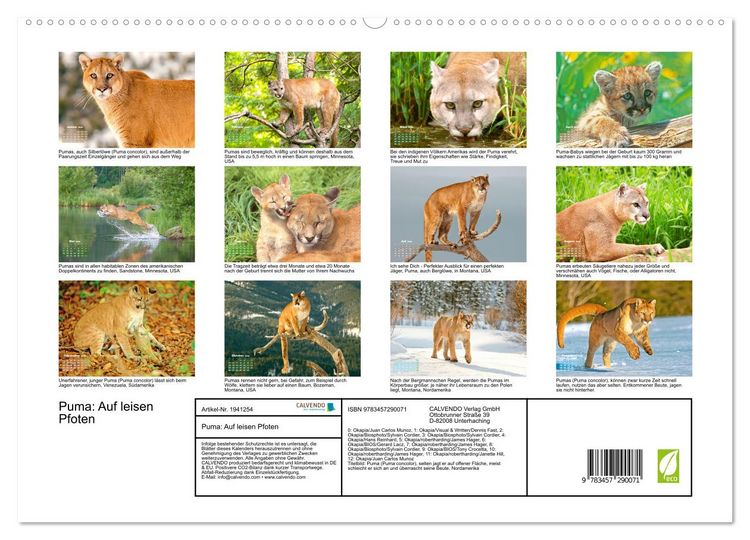 Produktbild: Puma: Auf leisen Pfoten (hochwertiger Premium Wandkalender 2026 DIN A2 quer), Kunstdruck in Hochglanz