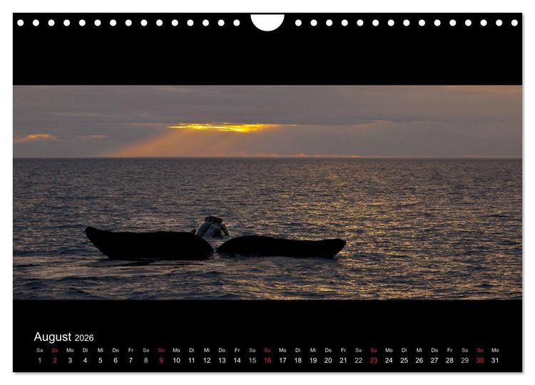Produktbild: Patagonien - Ungez&auml;hmtes Land (Wandkalender 2026 DIN A4 quer), CALVENDO Monatskalender