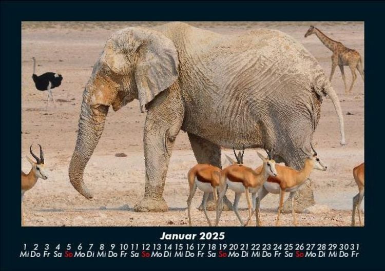 Produktbild: Elefanten - Die sanften Riesen Afrikas 2025 Fotokalender DIN A5