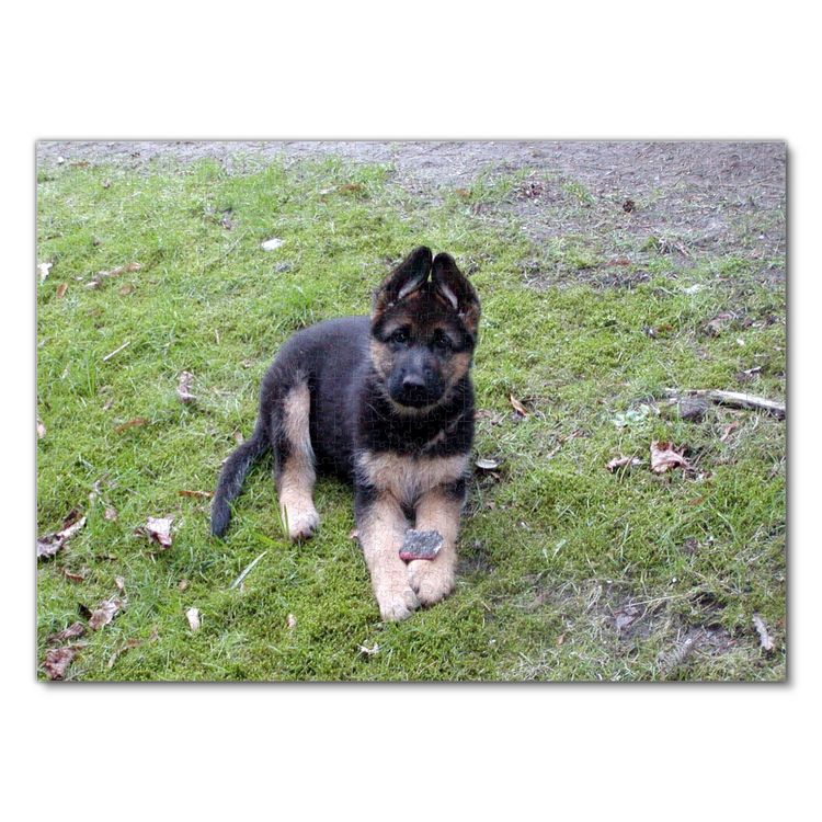Produktbild: Lais Puzzle Sch&auml;ferhund Welpe 1000 Teile