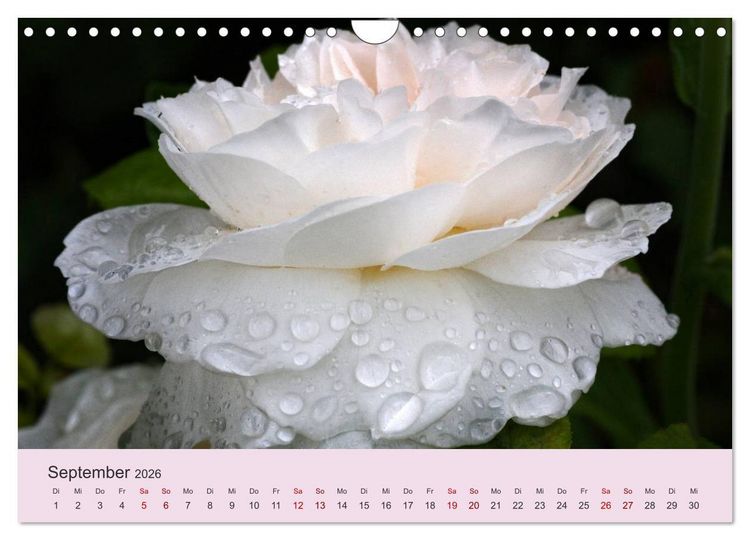 Produktbild: Rosen Reigen im Garten (Wandkalender 2026 DIN A4 quer), CALVENDO Monatskalender