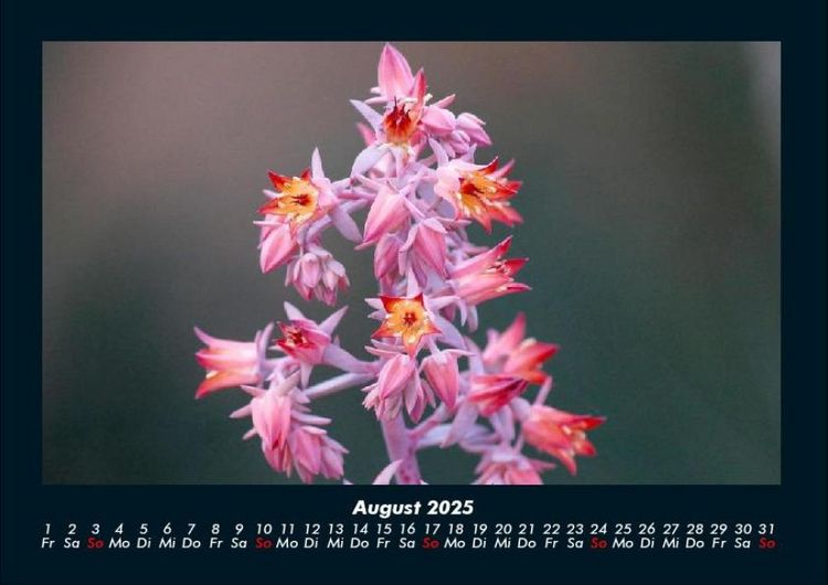 Produktbild: Bilder der Natur 2025 Fotokalender DIN A4