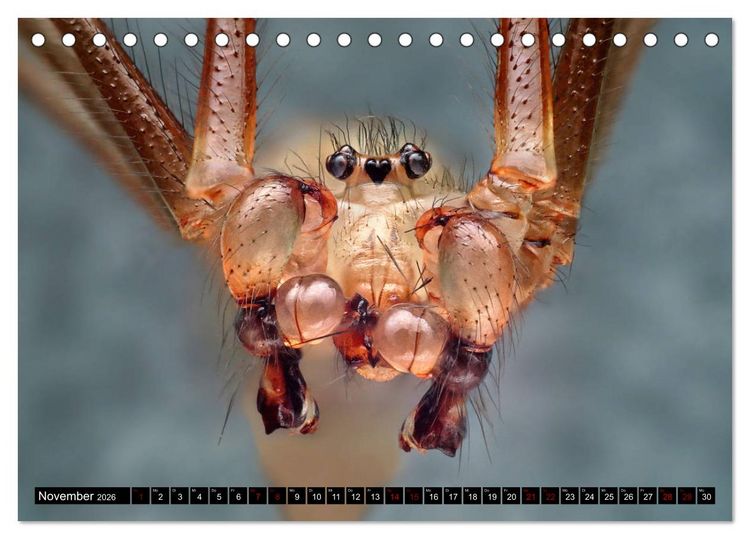 Produktbild: Faszination Makrofotografie: Spinnen (Tischkalender 2026 DIN A5 quer), CALVENDO Monatskalender