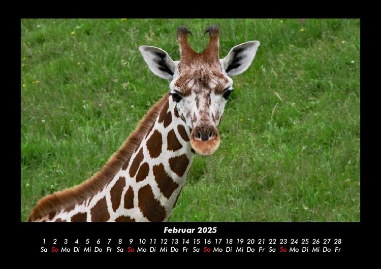 Produktbild: Tierkalender 2025 Fotokalender DIN A3