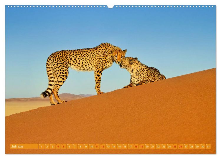 Produktbild: Namibias faszinierende Tierwelt (hochwertiger Premium Wandkalender 2026 DIN A2 quer), Kunstdruck in Hochglanz