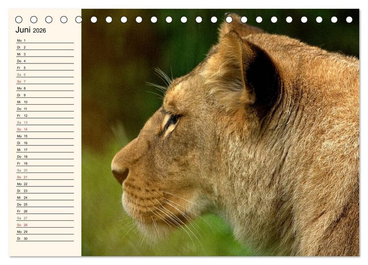 Produktbild: L&ouml;wen (Tischkalender 2026 DIN A5 quer), CALVENDO Monatskalender