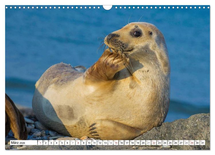 Produktbild: Kegelrobben hautnah (Wandkalender 2026 DIN A3 quer), CALVENDO Monatskalender