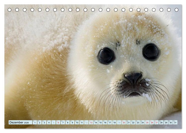 Produktbild: Tiere Schau mir in die Augen (Tischkalender 2026 DIN A5 quer), CALVENDO Monatskalender