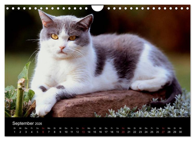 Produktbild: Katzen (Wandkalender 2026 DIN A4 quer), CALVENDO Monatskalender