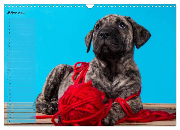 Produktbild: Dogo Canario (Wandkalender 2026 DIN A3 quer), CALVENDO Monatskalender
