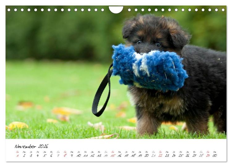 Produktbild: Zauberhafte Langhaar Sch&auml;ferhunde (Wandkalender 2026 DIN A4 quer), CALVENDO Monatskalender
