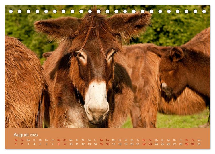 Produktbild: Baudet de Poitou - Seltene franz&ouml;sische Langohren (Tischkalender 2026 DIN A5 quer), CALVENDO Monatskalender