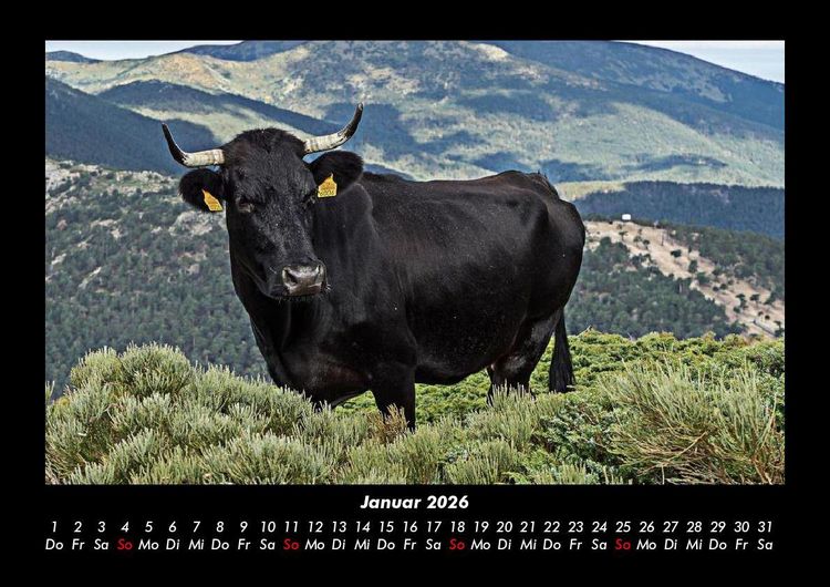 Produktbild: Kuhkalender 2026 Fotokalender DIN A3