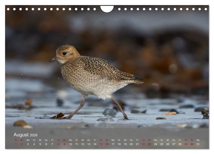 Produktbild: Wilde Vogelwelt Helgoland (Wandkalender 2026 DIN A4 quer), CALVENDO Monatskalender