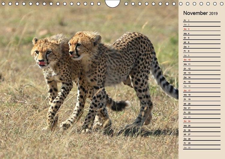 Produktbild: Herzog, M: Geparden - Ein Leben in Afrika (Wandkalender 2019