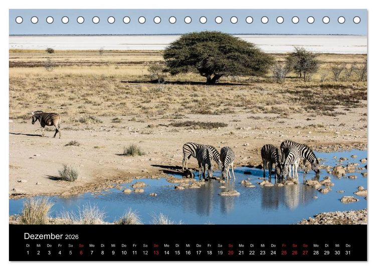 Produktbild: Zebras - Faszination der Streifen (Tischkalender 2026 DIN A5 quer), CALVENDO Monatskalender