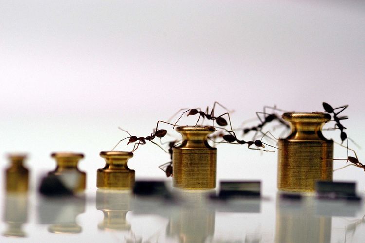 Produktbild: Ameisen - Die heimliche Weltmacht