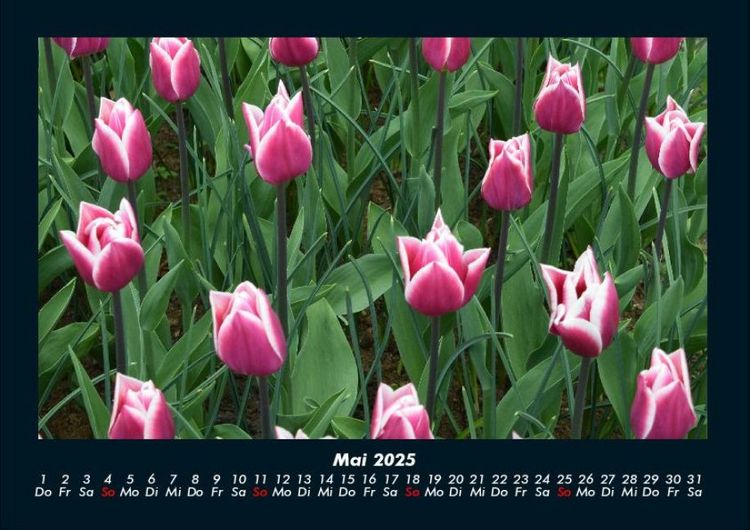 Produktbild: Blumenkalender 2025 Fotokalender DIN A4