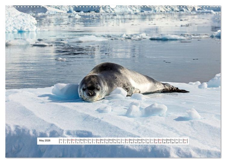 Produktbild: An Antarctic Expedition (High Quality Premium Wall Calendar 2026 DIN A2 landscape),CALVENDO 12 Month Wall Calendar