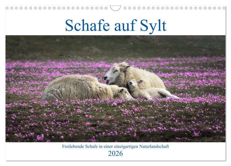 Produktbild: Schafe auf Sylt (Wandkalender 2026 DIN A3 quer), CALVENDO Monatskalender