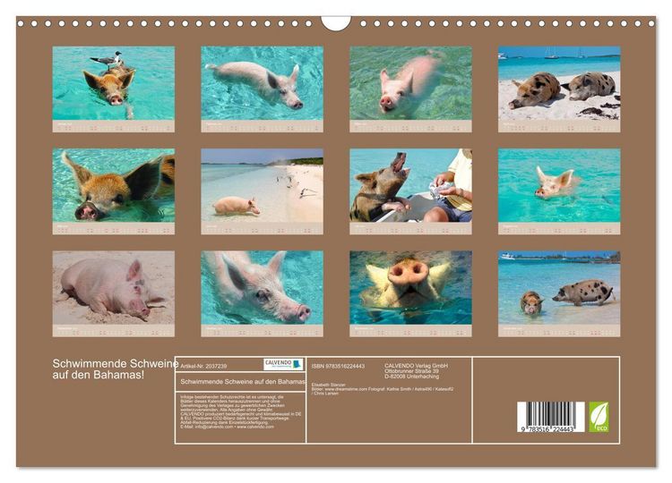 Produktbild: Schwimmende Schweine auf den Bahamas! (Wandkalender 2026 DIN A3 quer), CALVENDO Monatskalender
