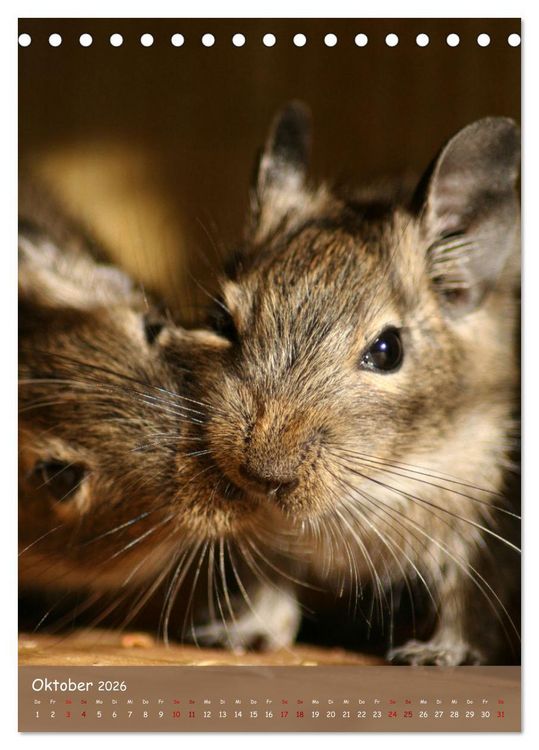 Produktbild: Degus - Winzlinge mit gro&szlig;em Herz (Tischkalender 2026 DIN A5 hoch), CALVENDO Monatskalender