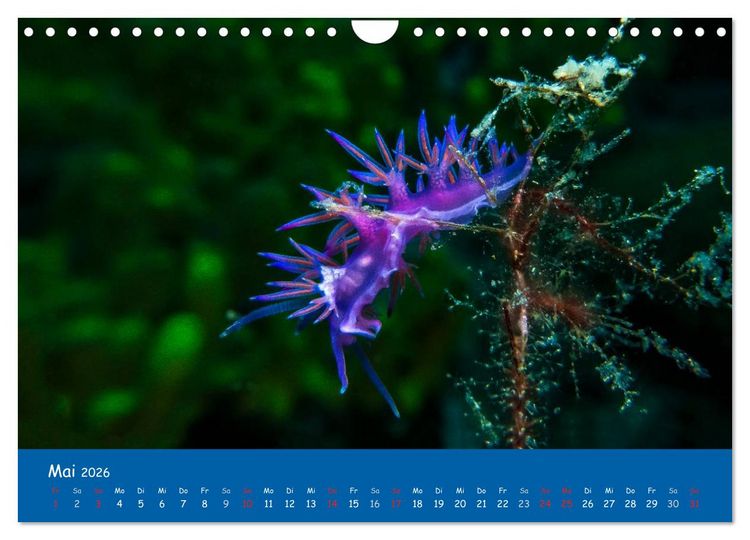 Produktbild: Unterwasserwelten (Wandkalender 2026 DIN A4 quer), CALVENDO Monatskalender