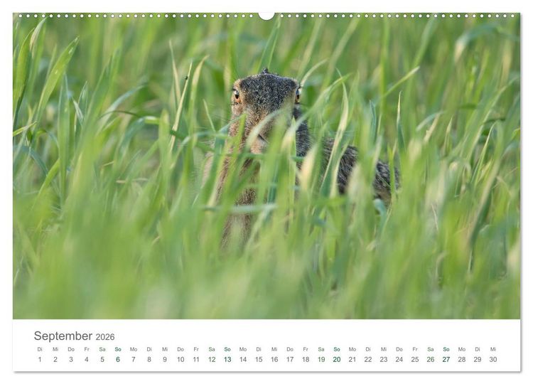 Produktbild: Feldhasen - dem Langohr auf der Spur (hochwertiger Premium Wandkalender 2026 DIN A2 quer), Kunstdruck in Hochglanz