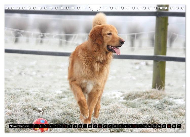 Produktbild: Hovawart - nat&uuml;rlich blond (Wandkalender 2027 DIN A4 quer), CALVENDO Monatskalender