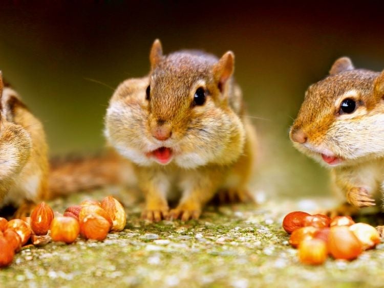 Produktbild: Streifenh&ouml;rnchen (Puzzle)