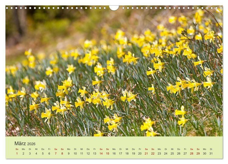 Produktbild: Wilde Blumen - ein Spaziergang durch die Natur (Wandkalender 2026 DIN A3 quer), CALVENDO Monatskalender