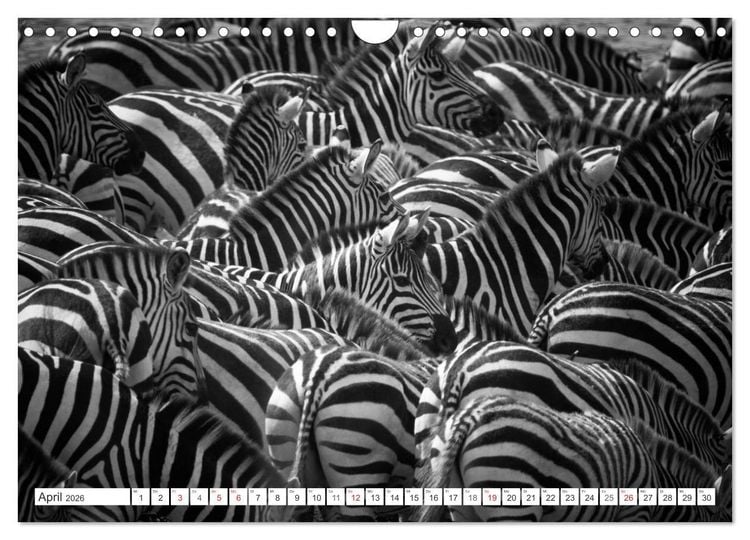 Produktbild: Emotionale Momente: Zebras - black & white. (Wandkalender 2026 DIN A4 quer), CALVENDO Monatskalender