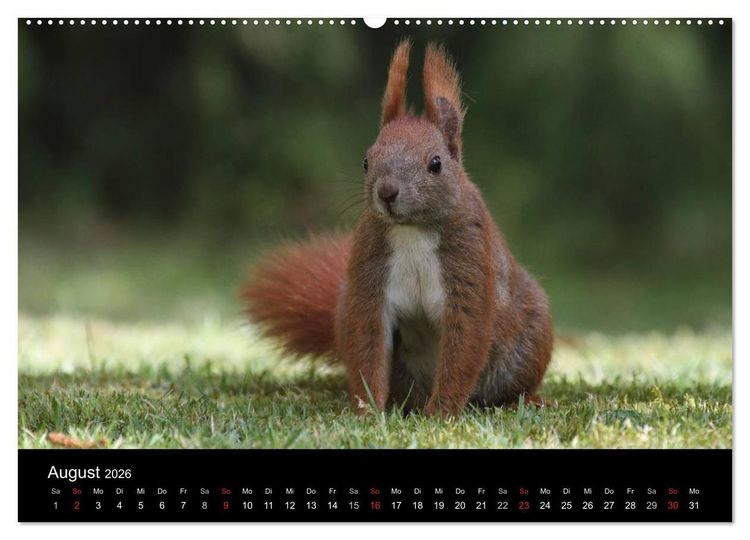 Produktbild: Artist im Garten. Das Eichh&ouml;rnchen (hochwertiger Premium Wandkalender 2026 DIN A2 quer), Kunstdruck in Hochglanz