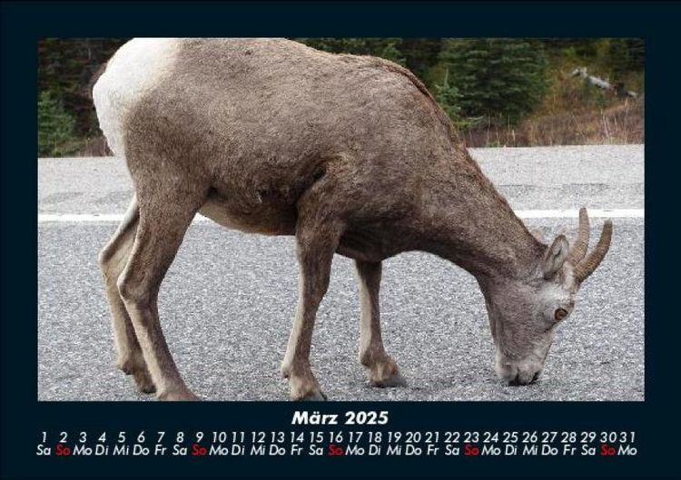 Produktbild: Tierkalender 2025 Fotokalender DIN A5