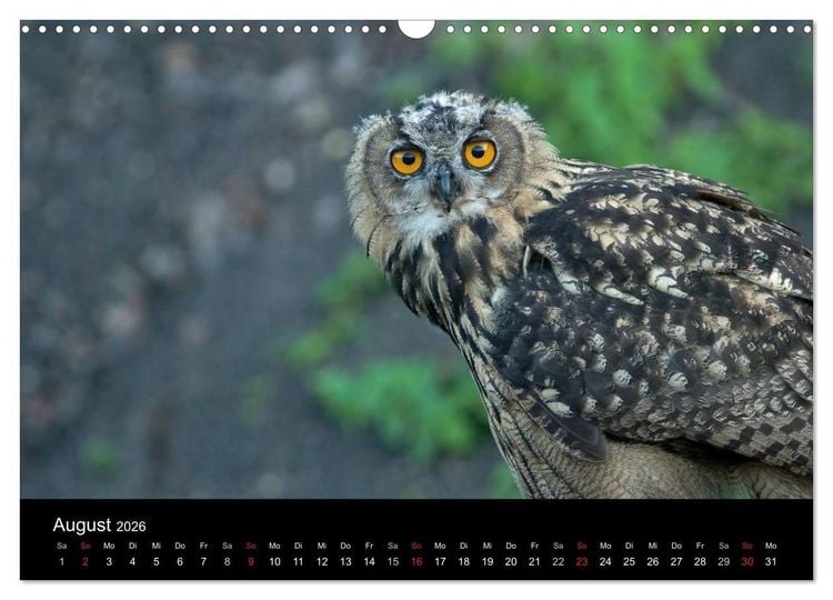 Produktbild: Uhu - K&ouml;nig der Nacht (Wandkalender 2026 DIN A3 quer), CALVENDO Monatskalender