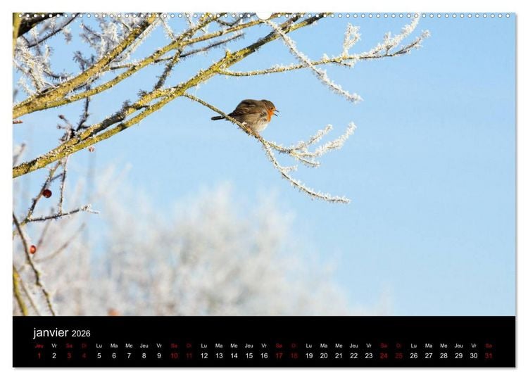 Produktbild: Mon ami le rouge-gorge (Calendrier mural 2026 DIN A2 vertical) calendrier de bureau