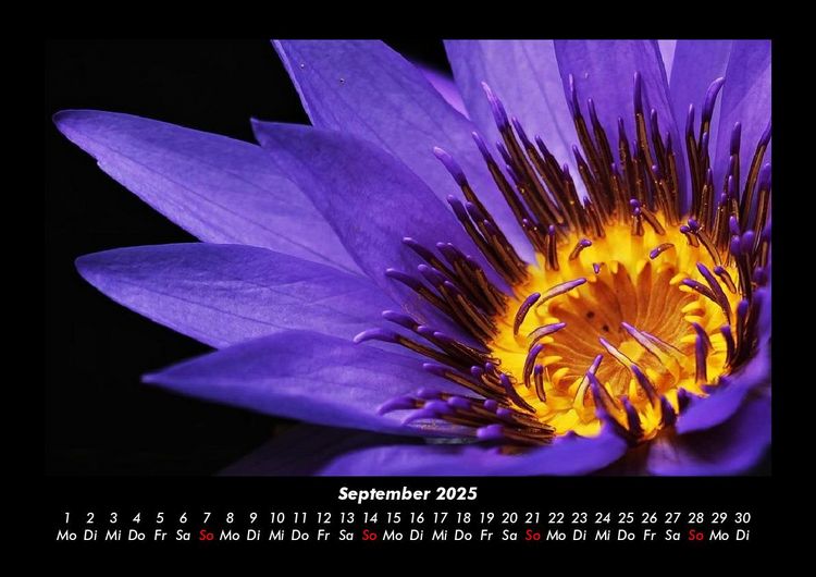 Produktbild: Rosen-Kalender 2025 Fotokalender DIN A3
