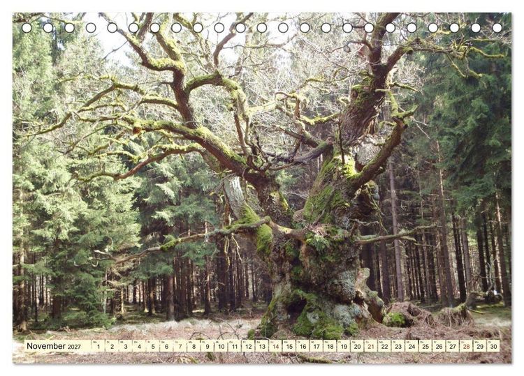 Produktbild: Zauberhaftes, die Natur als K&uuml;nstler (Tischkalender 2027 DIN A5 quer), CALVENDO Monatskalender