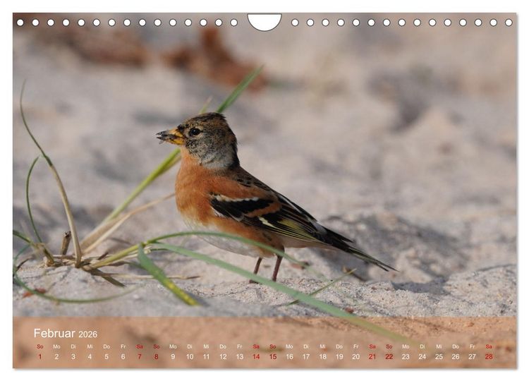 Produktbild: Wilde Vogelwelt Helgoland (Wandkalender 2026 DIN A4 quer), CALVENDO Monatskalender