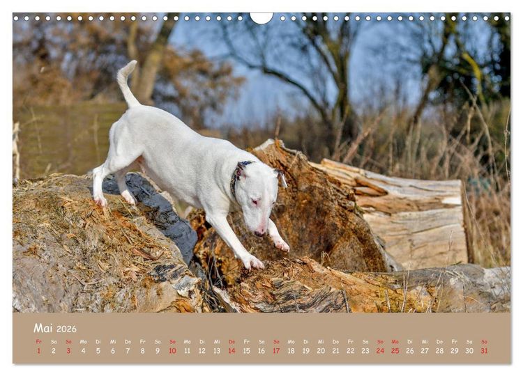 Produktbild: Einmal Bullterrier - immer Bullterrier (Wandkalender 2026 DIN A3 quer), CALVENDO Monatskalender