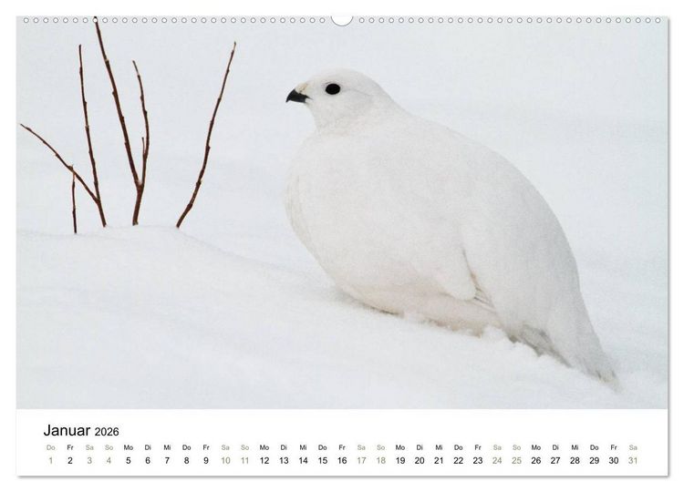 Produktbild: Einblick-Natur: Finnland nat&uuml;rlich (Wandkalender 2026 DIN A2 quer), CALVENDO Monatskalender