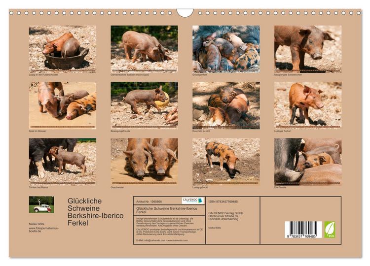 Produktbild: Gl&uuml;ckliche Schweine Berkshire-Iberico Ferkel (Wandkalender 2026 DIN A3 quer), CALVENDO Monatskalender