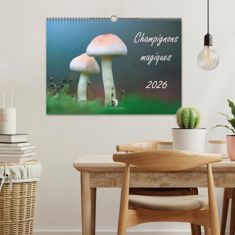 Produktbild: Champignons magiques (Calendrier mural 2027 DIN A3 vertical), CALVENDO calendrier mensuel