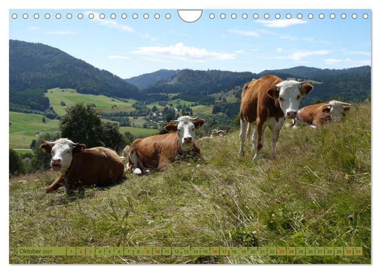 Produktbild: Schwarzwald-K&uuml;he - Die Hinterw&auml;lder (Wandkalender 2027 DIN A4 quer), CALVENDO Monatskalender